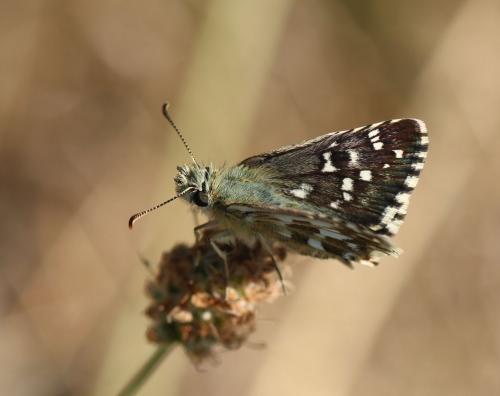 Réf. 216 920 : Pyrgus sp.